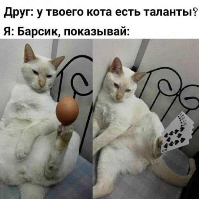 Друг у твоего кота есть таланты Я Барсик показывай