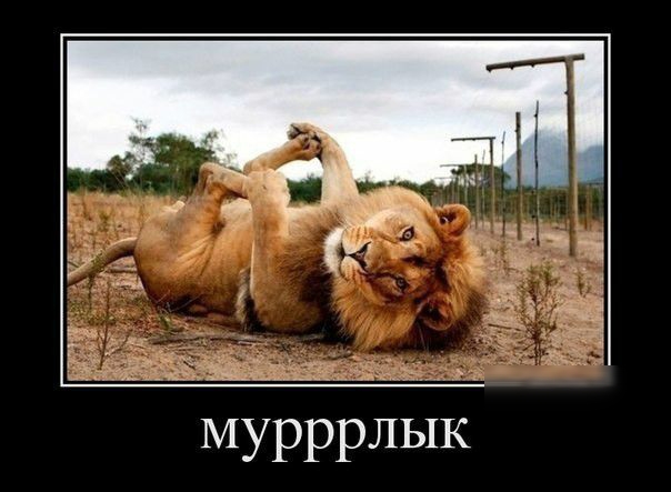мурррййк