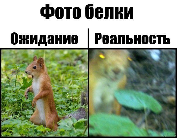 Фото белки ождние Реаптьнось