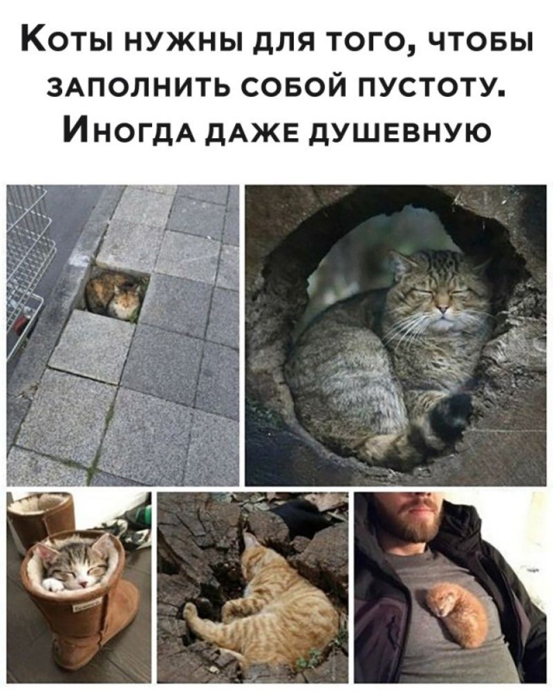 КОТЫ НУЖНЫ дЛЯ ТОГО ЧТОБЫ ЗАПОЛНИТЬ СОБОЙ ПУСТОТУ ИНОГДА дАЖЕ дУШЕВНУЮ