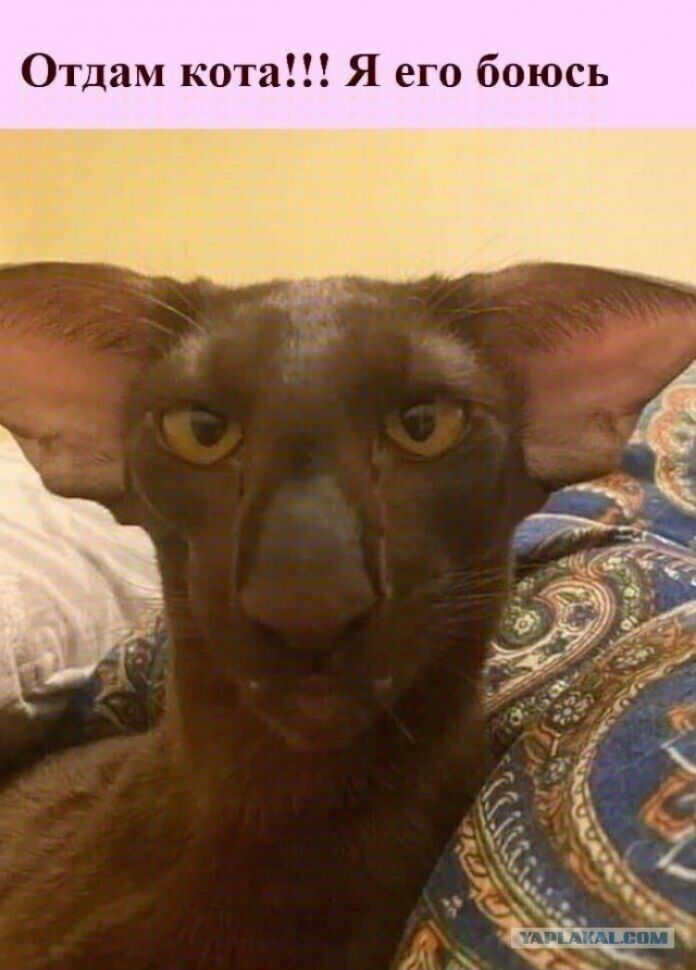 Отдам кота Я его боюсь