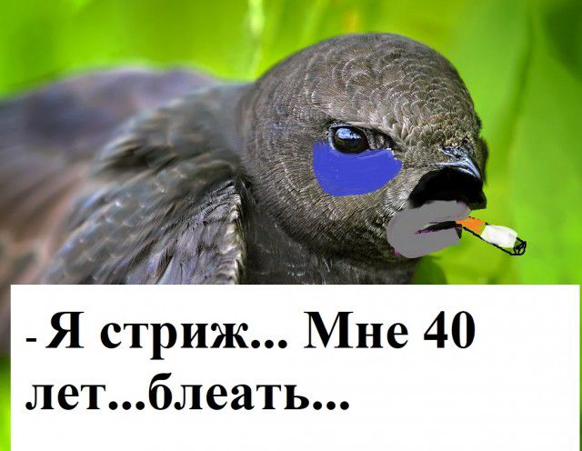 я Я стриж Мне 40 летблеать