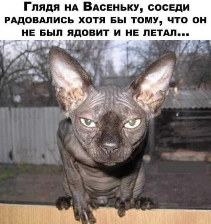 Глядя нд ВАСЕНЬКУ соседи РАдовдпись хотя вы тому что он не Был ядовит и НЕ лвтдл 3