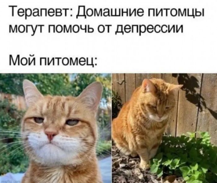 Терапевт Домашние питомцы МОГУТ ПОМОЧЬ ОТ депрессии Мой питомец