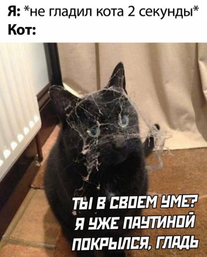 Я не гладил кота 2 секунды Кот ТЫ В ЕВПЕМ Я НЖЕ ПдНТИНПЙ ппкпылцядд