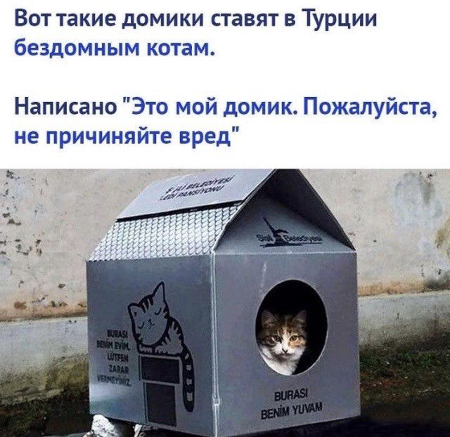 Вот такие домики ставят в Турции бездомным котам Написано Это мой домик Пожалуйста не причиняйте вред
