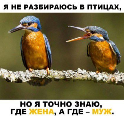 Я НЕ РАЗБИРАЮСЬ В ПТИЦАХ НО Я ТОЧНО ЗНАЮ ГДЕ ЖЕНА А ГДЕ МУЖ