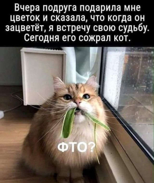 Вчера подруга подарила мне цветок и сказала что когда он зацветёт я встречу свою судьбу Сегодня его сожрал кот