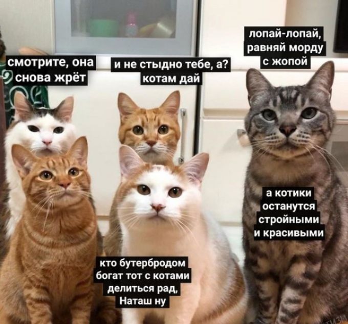 попай попай равняй морду с жопой акотики останутся стройными и красивыми или кто бутербродом богат тот с котами делиться рад _ Наташ иу