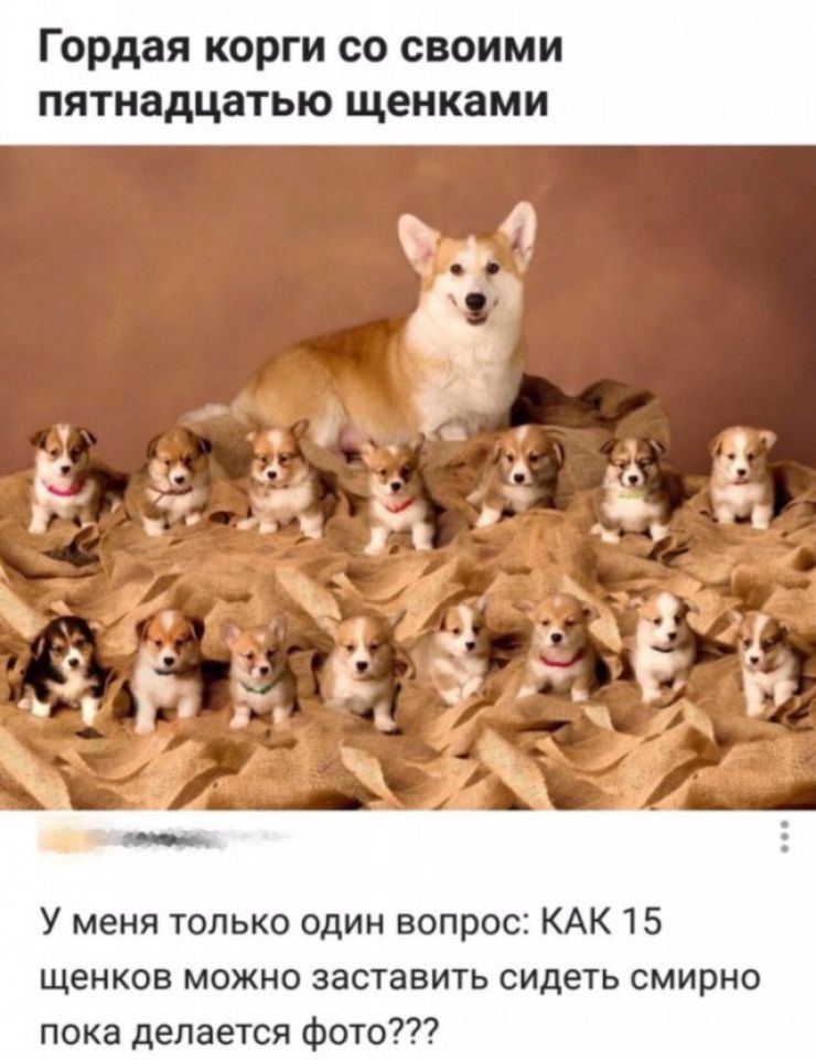 Гордая корги со своими ПЯТНЗДЦЗТЬЮ щенками У меня только один вопрос КАК 15 щенков можно заставить сидеть смирно пока делается фото