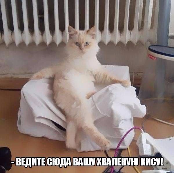 ВЕдИЕ СЮДА ВАШУ ШЕю НИШ