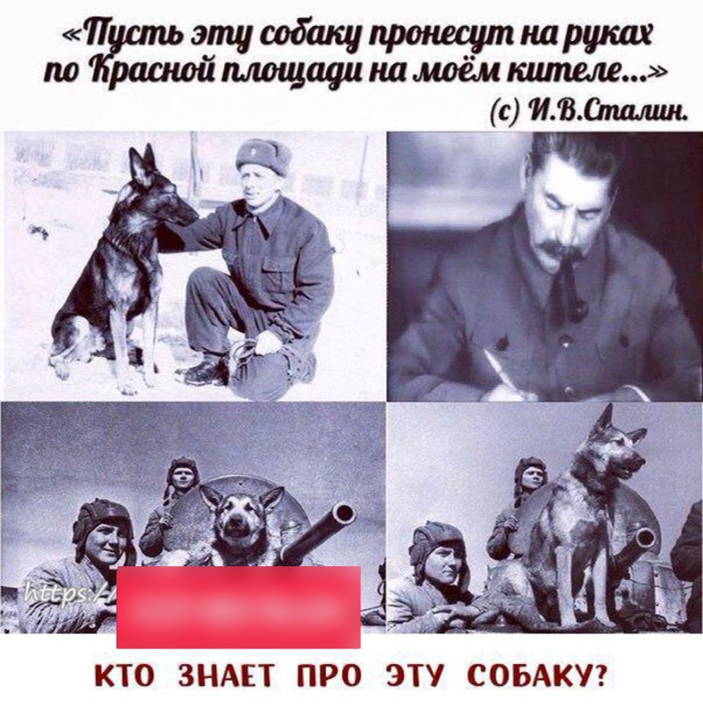 КТО ЗНАЕТ ПРО ЭТУ СОБАКУ