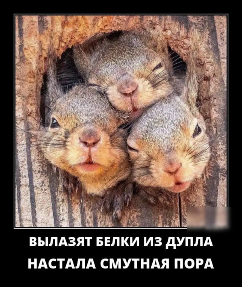 Ж ВЫЛАЗЯТ БЕЛКИ ИЗ дУПЛА НАСТАЛА СМУТНАЯ ПОРА