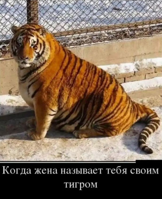 Когда жена называет тебя своим тигром