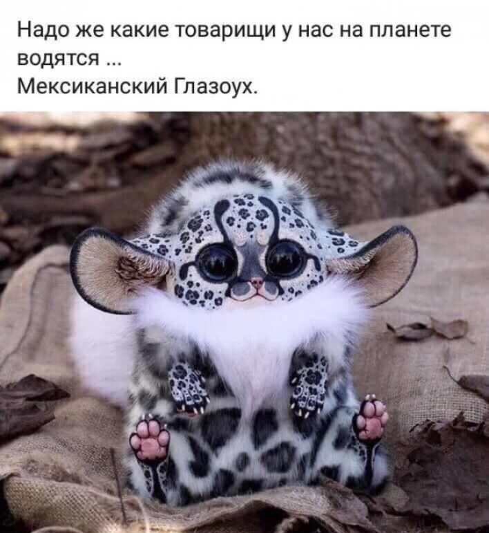 Надо же какие товарищи у нас на планете водятся Мексиканский Глазоух