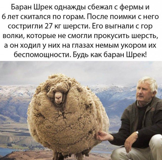 Баран Шрек однажды сбежал с фермы и 6 лет скитался по горам После поимки с него состригли 27 кг шерсти_ Его выгнали с гор волки которые не смогли прокусить шерсть а он ходил у них на глазах немым укором их беспомощности Будь как баран Шрек
