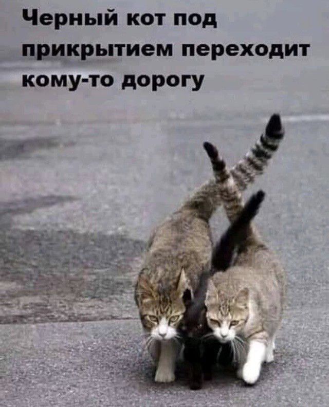 Черный кот под прикрытием переходит кому то дорогу