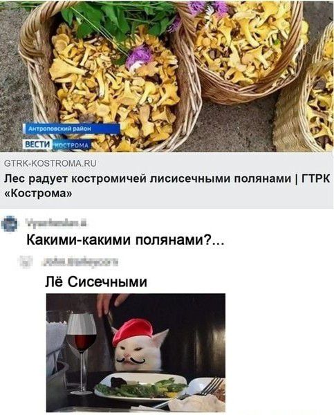 еТдкгКОЗГРОМА Пес радует костромичей писисечными поляками ГТРК Кострома Какимикакими попянами Лё Сисечными