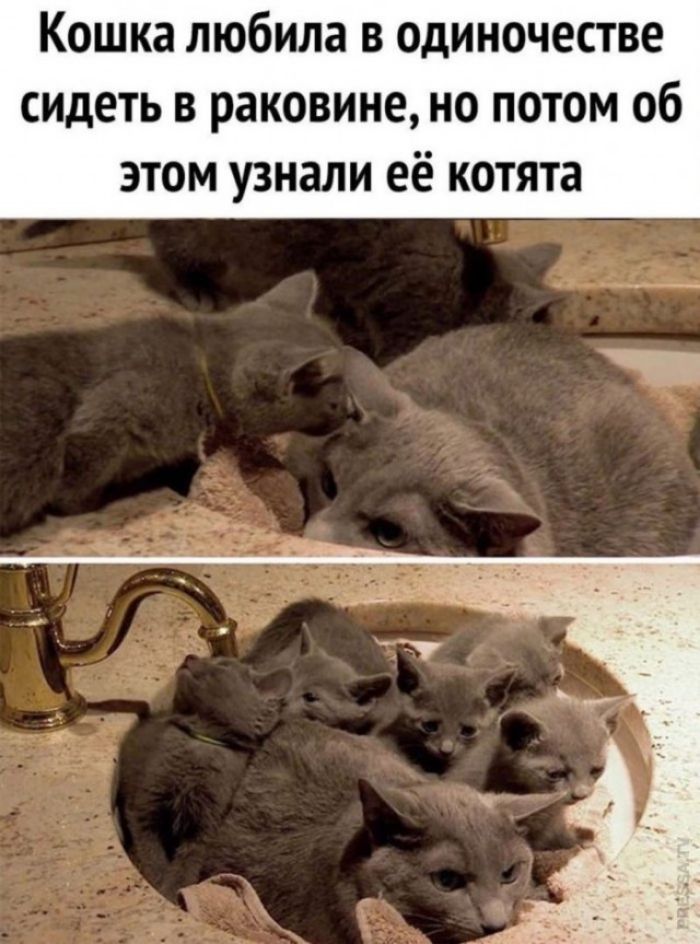 Кошка любила в одиночестве сидеть в раковине но потом об этом узнали её котята