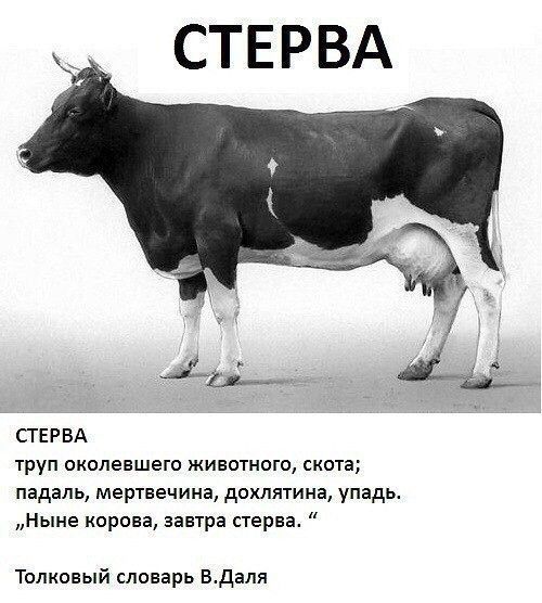 СТЕРВА СТЕРВА труп околевшето животного скота падаль мертвецина дохлятина упадь Ныне корона завтра стерва Толковый словарь Вдаля
