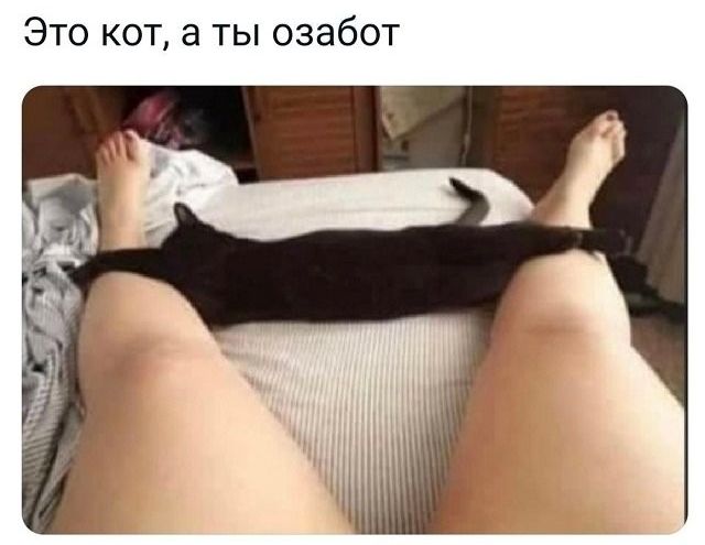 Это кот а ты озабот