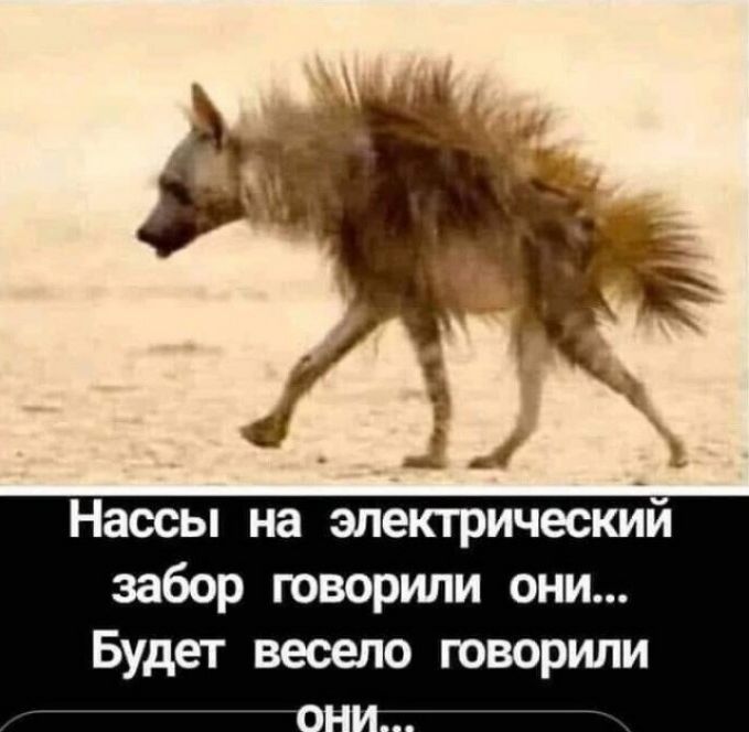 Нассы на электрический забор говорили они Будет весело говорили