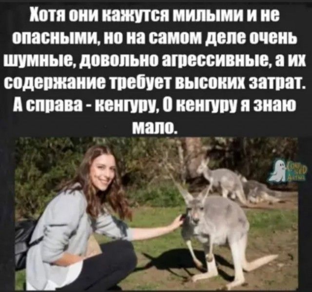 Коти сии питон милыми и по опасными но на ином деле очень шумные довольно ашессивиые их подписание шепчет высоких затрат снип наити 0 ценит я знаю нап _ _