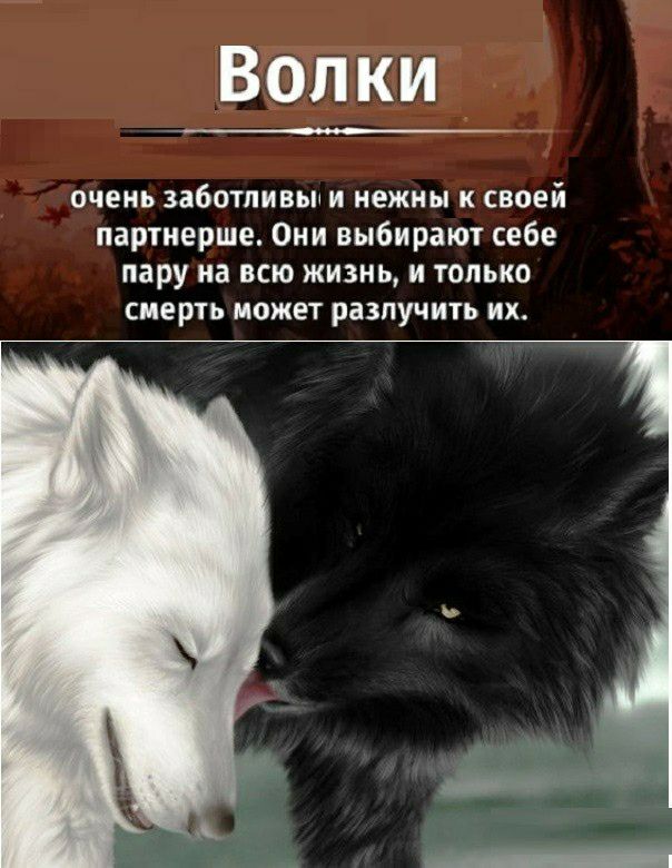 Волки очень заботливым нежны к своей партнерше Они выбирают себе пару на всю жизнь и только СМЕРТЬ МОЖЕТ разлучить ИХ