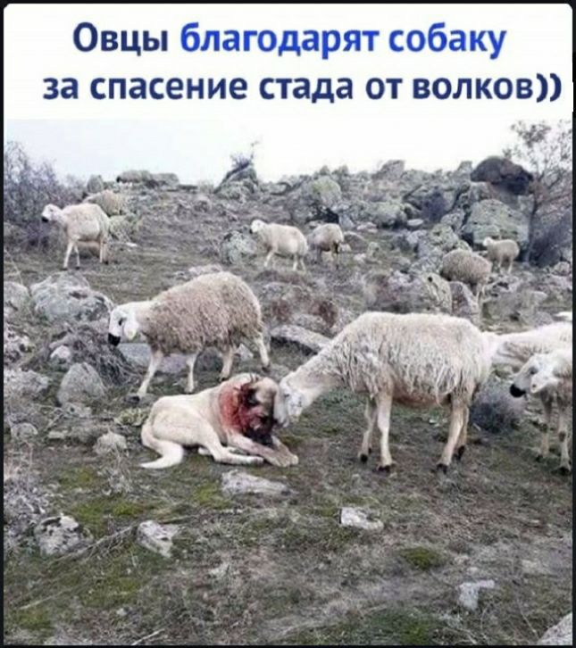 Овцы благодарят собаку за спасение стада от волков