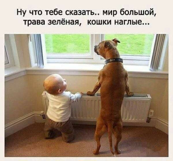 Ну что тебе сказать мир большой трава зелёная кошки наглые