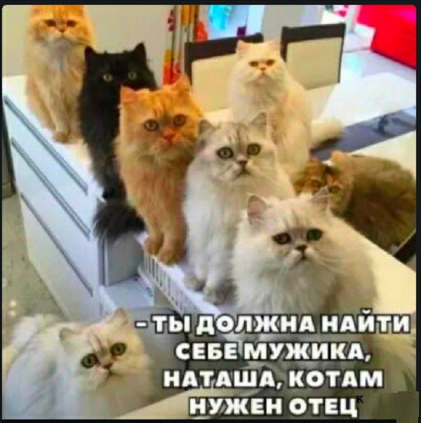 аты должид севЁТмужи