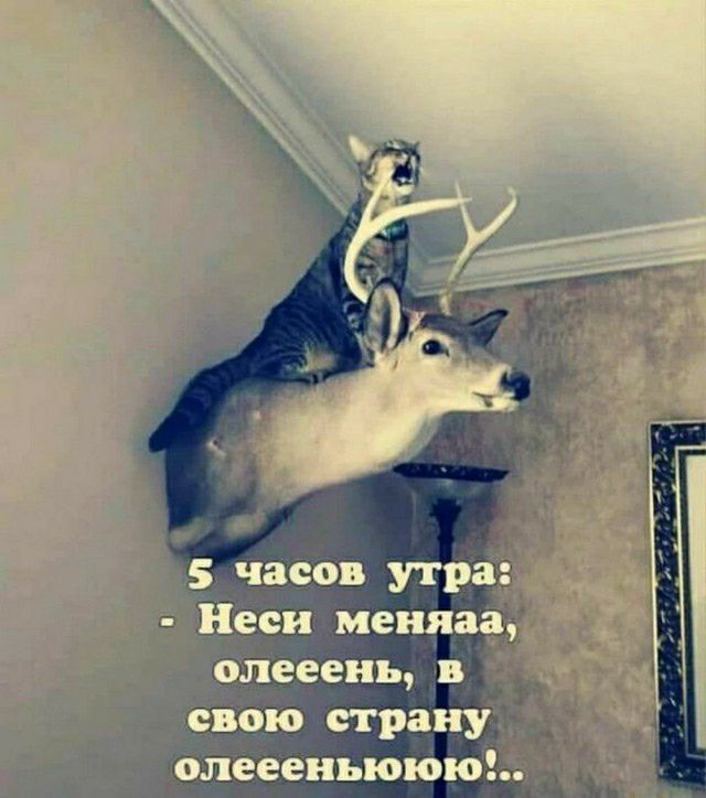 Олеееньююю