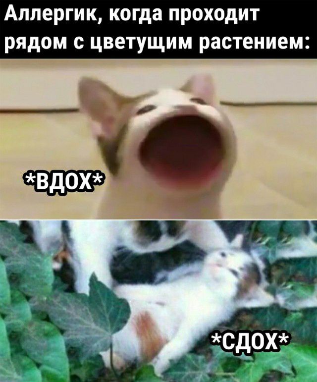 Алпергик когда проходит рядом с цветущим растением
