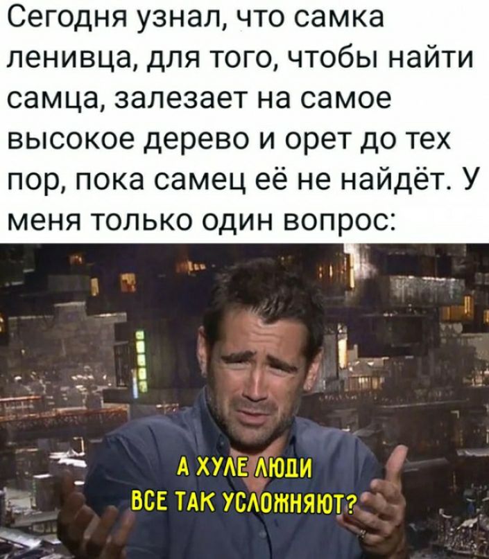 Сегодня узнал что самка ленивца для того чтобы найти самца залезает на самое высокое дерево и орет до тех пор пока самец её не найдёт У меня только один вопрос