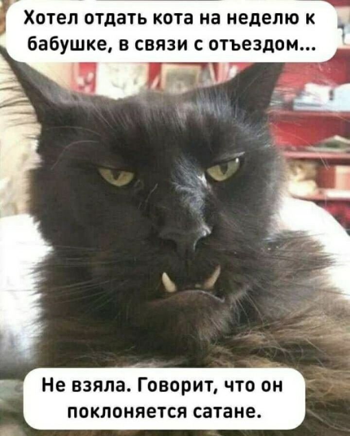 Хотеп отдать кота на НЕДЕЛЮ К Не взяла Говорит что он поклоняется сатане