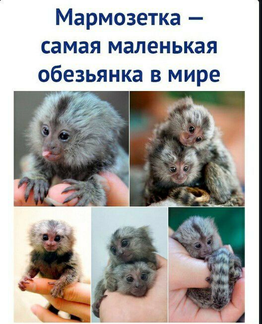 Мармозетка самая маленькая обезьянка в мире