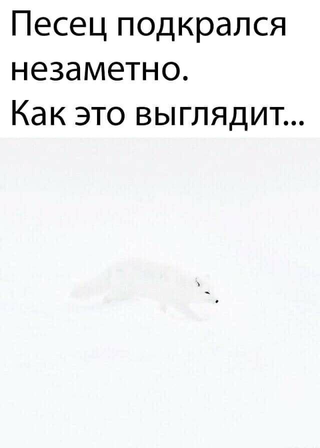 Песец подкрался незаметно Как это выглядит