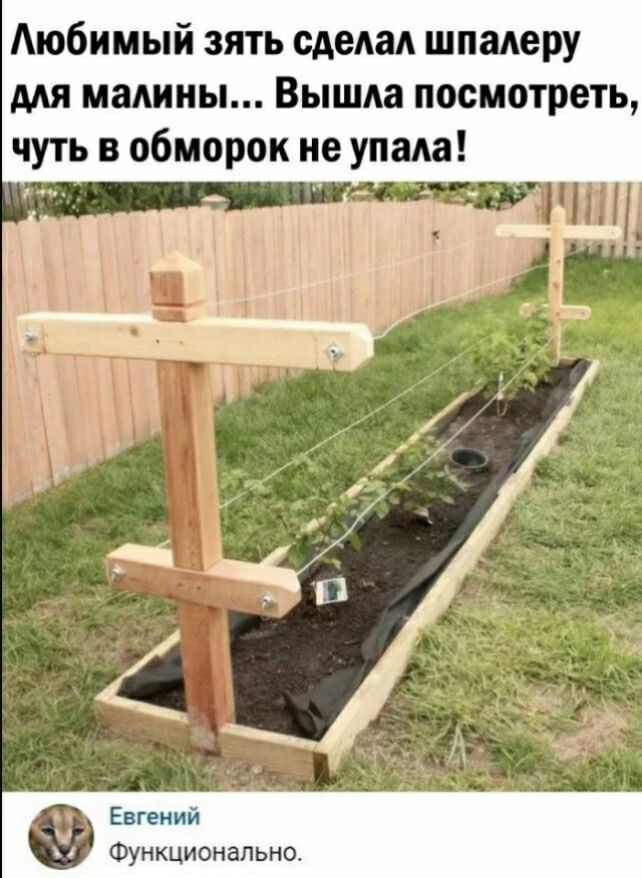 Аюбимый зять сделал шпалеру мя малины Вышла посмотреть чуть в обморок не упала 1 ті Евгении Функционально