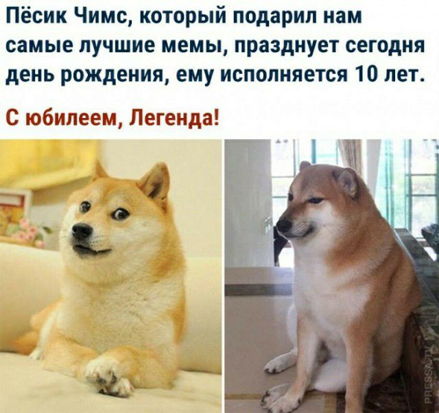 Пёсин Чимс который подарил нам самые лучшие мемы празднует сегодня день рождения ему исполняется 10 лет С юбилеем Легенда Р 9