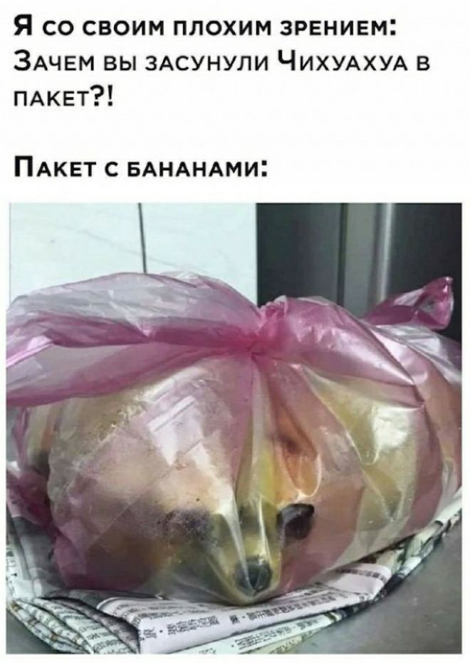 Я со своим плохим зрением ЗАЧЕМ вы 3Асунули ЧИХУАХУА в ПАКЕТ ПАКЕТ с вАНАНАми