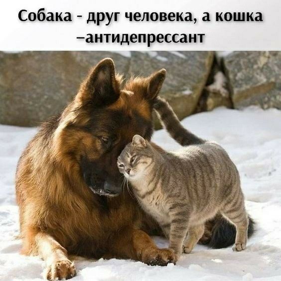 Собака друг человека а кошка антидепрессаит