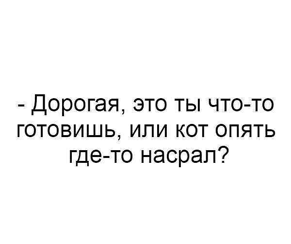 Дорогая это ты что то готовишь ипи кот опять где то насрал