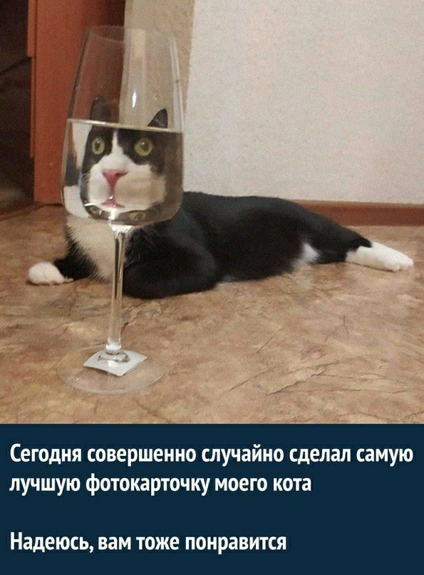 Сегодня совершенно случайно сделал самую лучшую фотокарточку моего кота Надеюсь Вам ТОЖЕ понравится