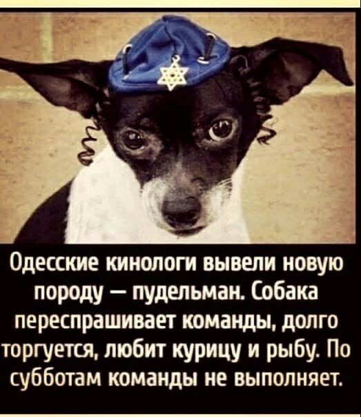 Одесские кинологи вывели новую породу пудельмаи Собака переспрашивает команды долго торгуется любит курицу и рыбу По субботам команды не выполняет