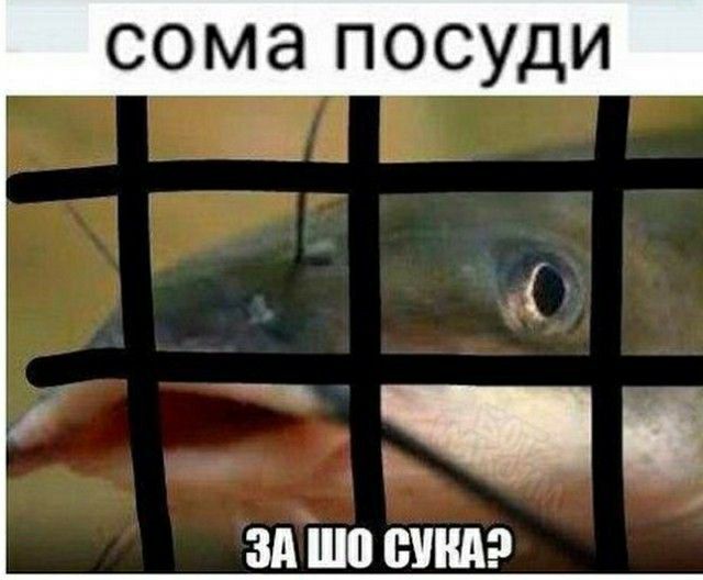 СОМЭ ПОСУДИ ЗА ШП ШШ