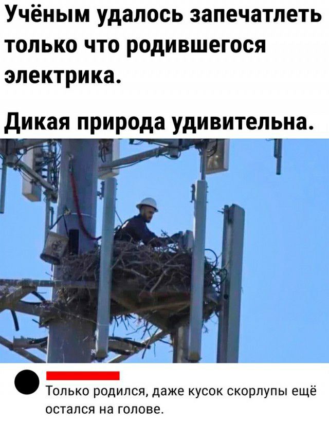 Учёным удалось запечатлеть только что родившегося электрика ди кая природа УДИВИТЕЛЬНЗ 1 Только родился даже кусок скорлупы ещё остался на голове