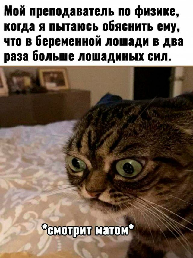 Мпй преподаватель по физике когда я пытаюсь обяснить ему что в Беремеиипй лпшади в два раза Больше лошадиных сил