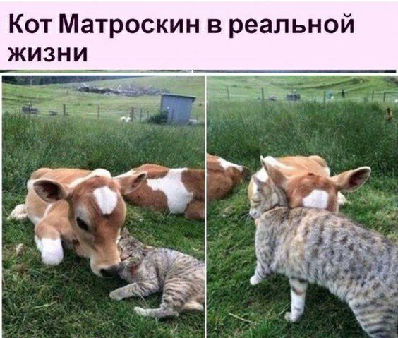 Кот Матроскин в реальной