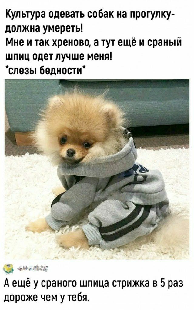 Культура одевать собак на прогулку допжиа умереть Мне и так хреново а тут ещё и сраный шпиц одет лучше меня спеэы бедности А ещё у сраного шпица стрижка в 5 раз дороже чем утебяо