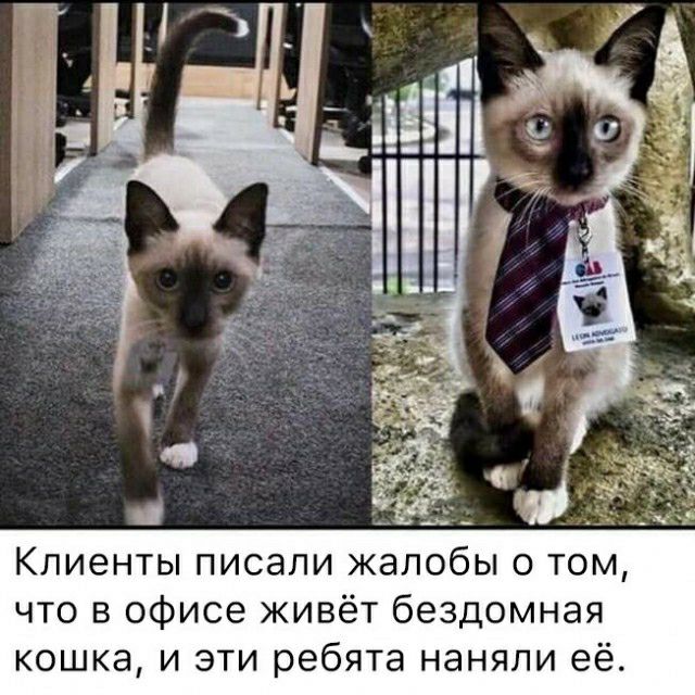 Клиенты писали жалобы о том что в офисе живёт бездомная кошка и эти ребята наняли её